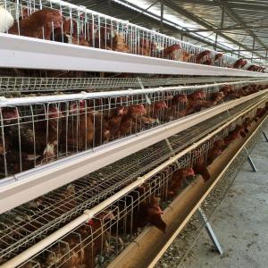 China Q235 Bridge Steel A Frame Layer Chicken Cage For Chicken Farm factory