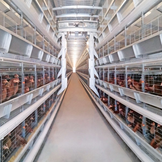 Hot Galvanized Automatic H Type Chicken Brooder Layer Cage Broiler Poultry Cage Raising Poultry Farm