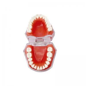 China Dental Materials Detachable Tooth Models Learning To Practice Tooth Extraction factory