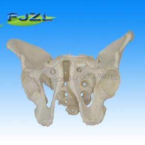 China Life Size Pelvic Skeleton Models,Male Adult Pelvis factory