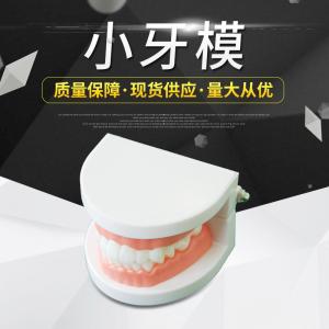 China Pvc Medical Nursing Care Baby Dental Tooth Model factory