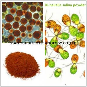 China Anti cancer eye protecting Natural Salt algae extract,salt algae powder factory