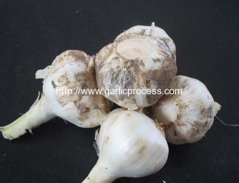 Automatic Discharging Fresh Garlic Root and Leaf Cutting Machine