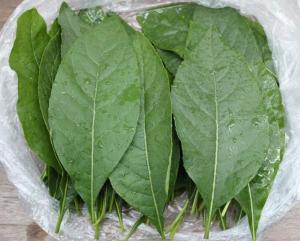 China Vernonia amygdalina Del dried leaf anti-tumor organic herbal medicine for cancer factory